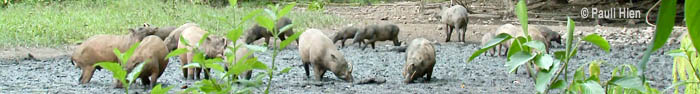 Babirusa-Panorama